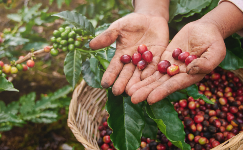 Discover the Unique Flavours of Colombian Coffee for Coffee Lovers